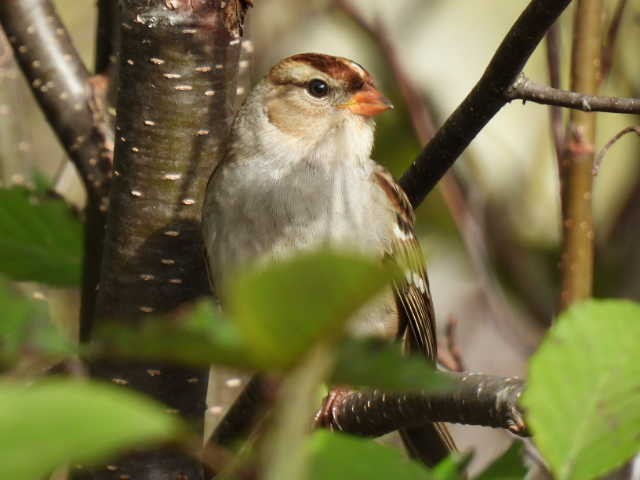 Bruant à couronne blanche - ML624278313