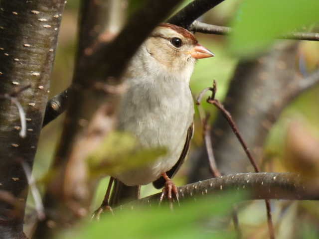 Bruant à couronne blanche - ML624278314