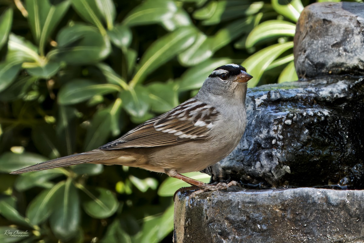 White-crowned Sparrow - Ray Chiarello