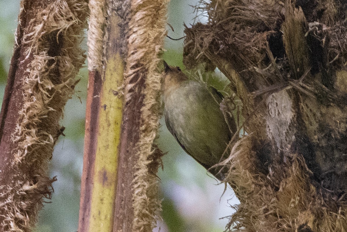 Large Scrubwren - ML624278367