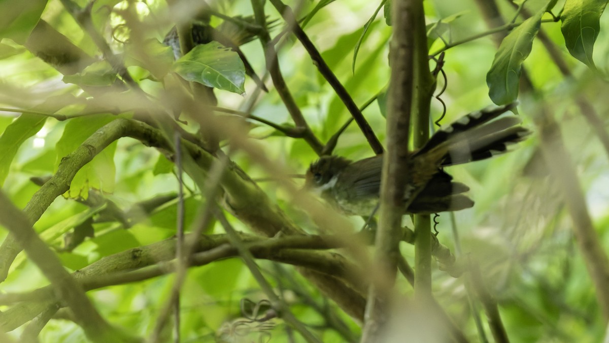 Louisiade Fantail - ML624278418