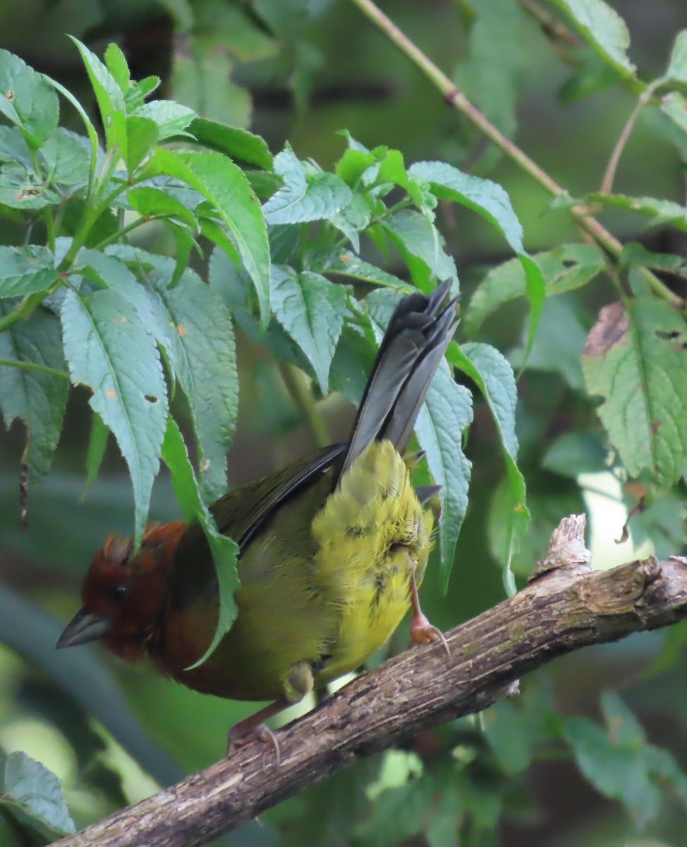 Ochre-breasted Brushfinch - ML624278432