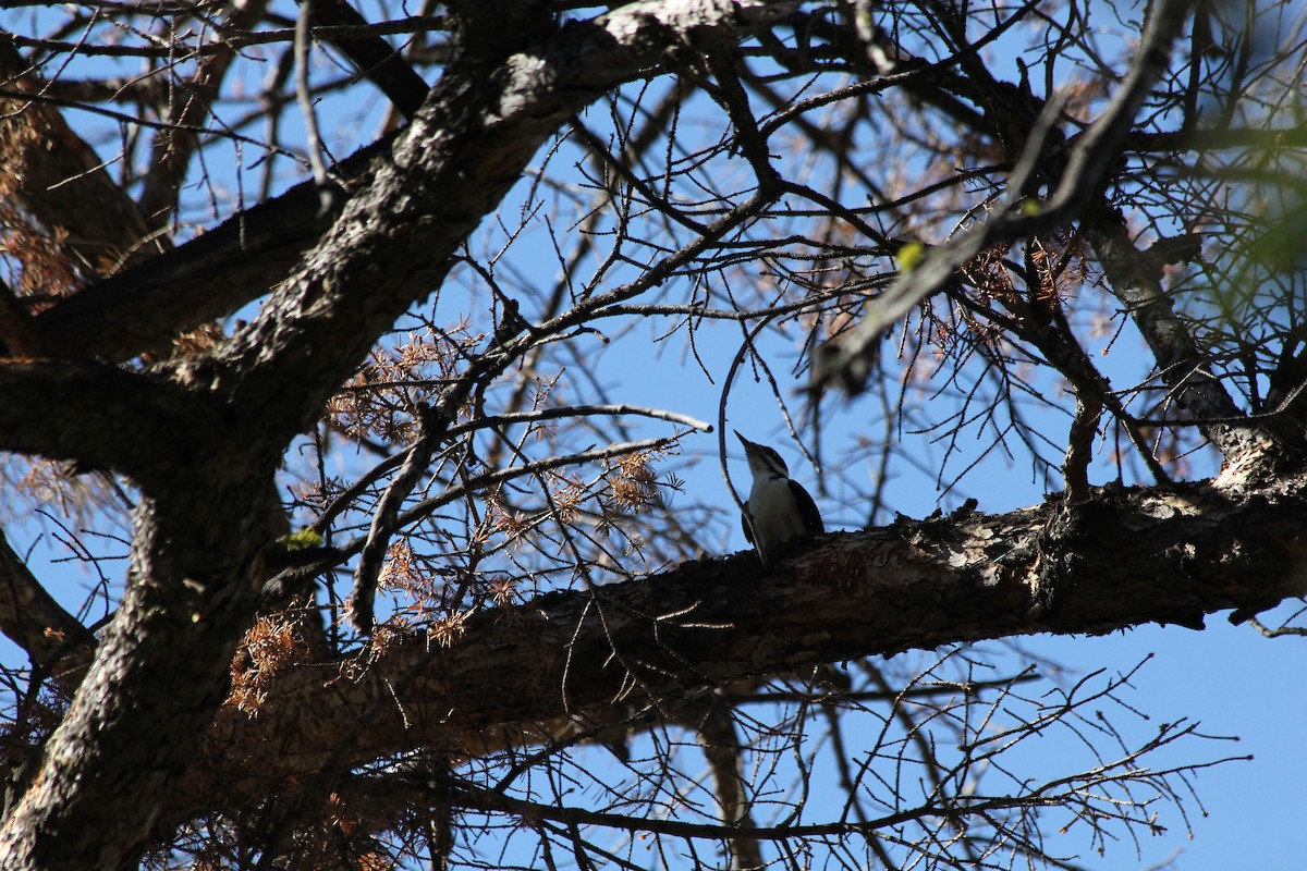 Hairy Woodpecker - ML624278495