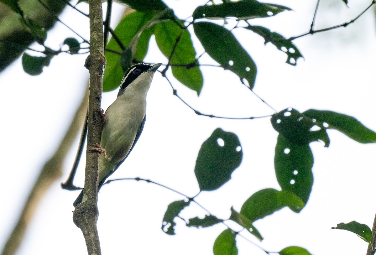 White-browed Shrike-Babbler (Dalat) - ML624278595