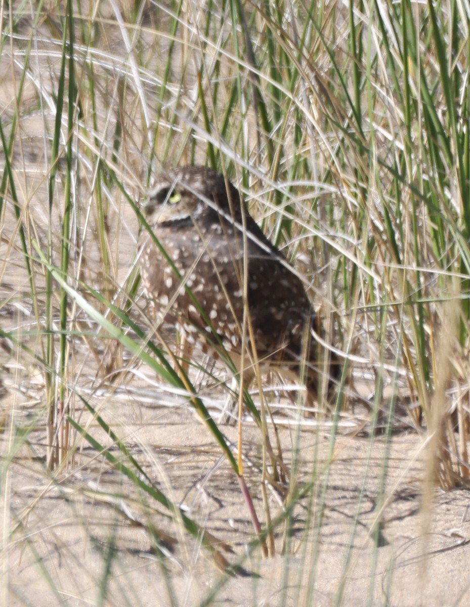 Burrowing Owl - ML624278716