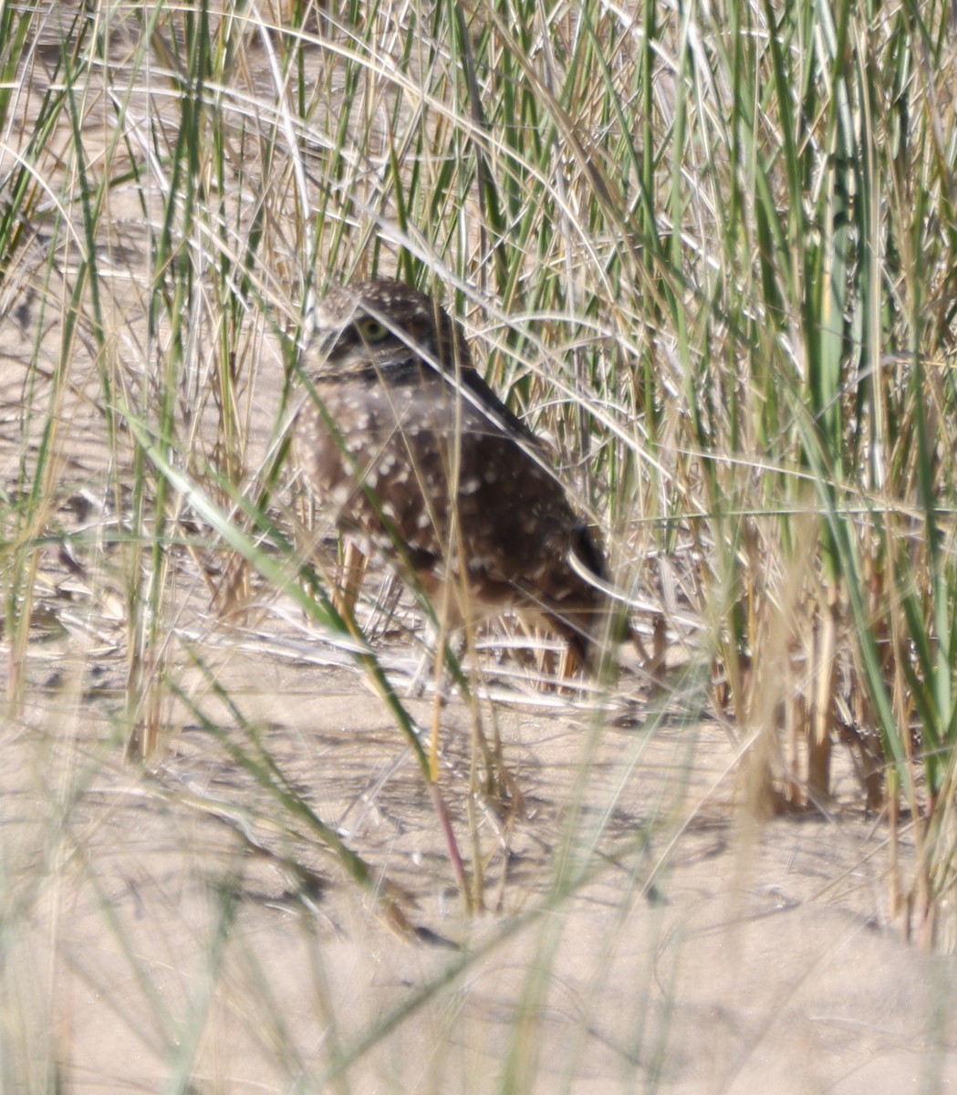 Burrowing Owl - Dan Fox