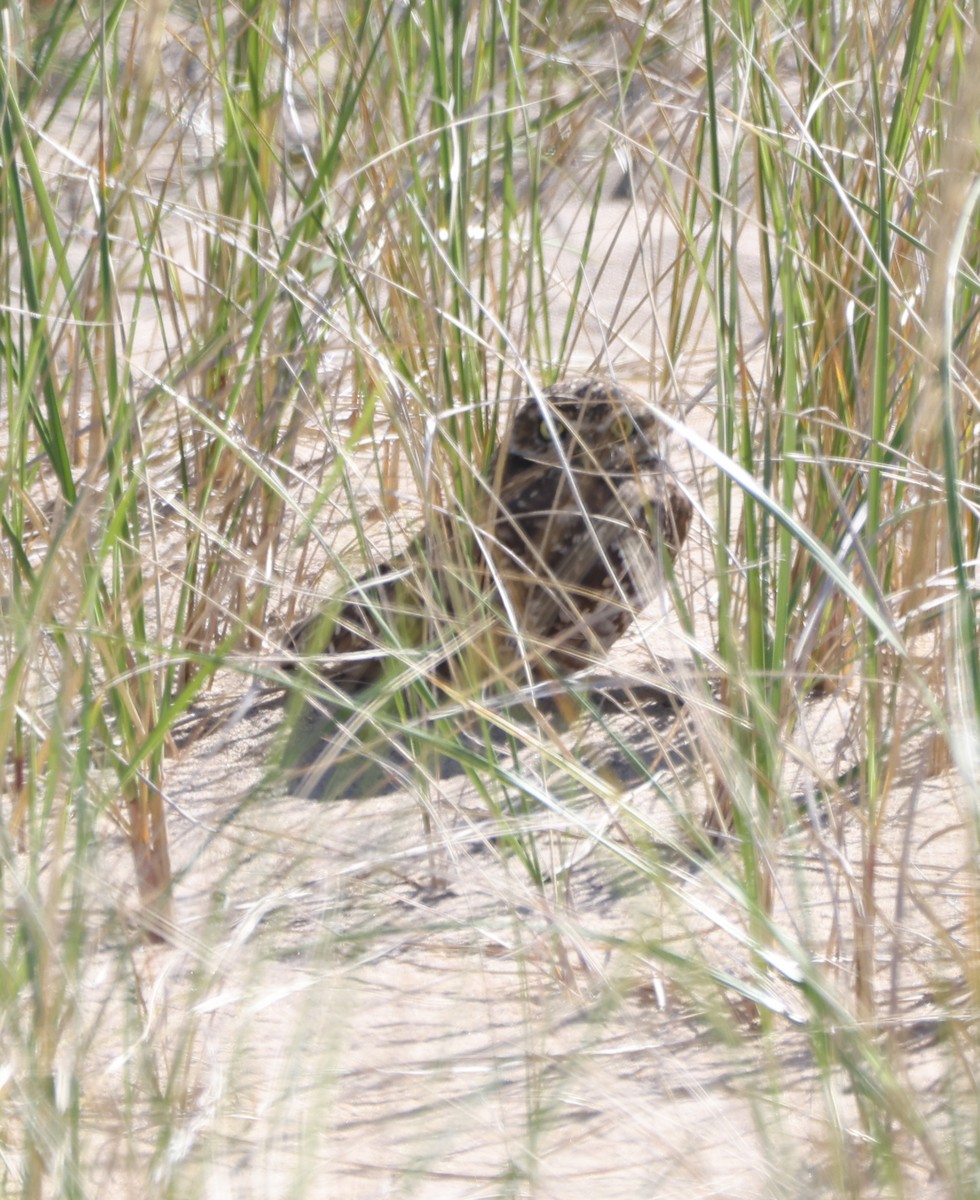 Burrowing Owl - ML624278721