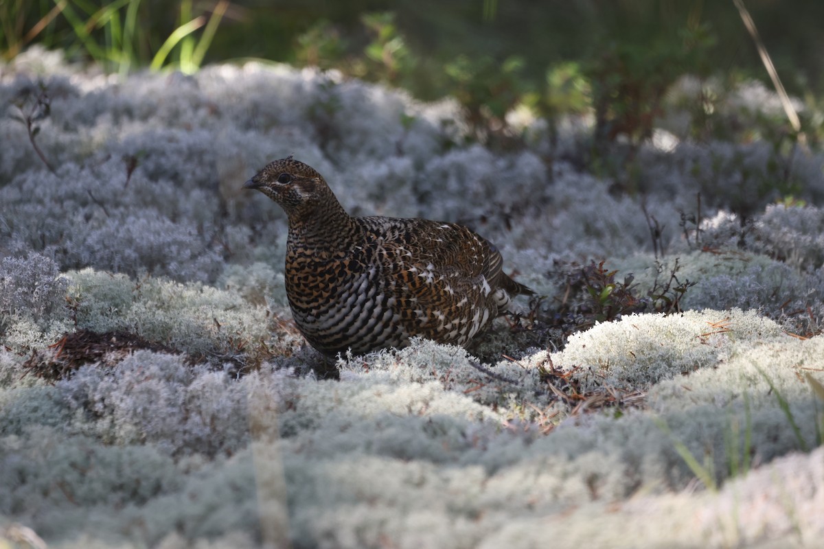 Spruce Grouse - ML624278783