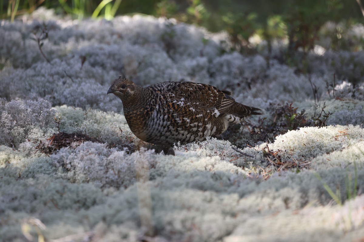 Spruce Grouse - ML624278784