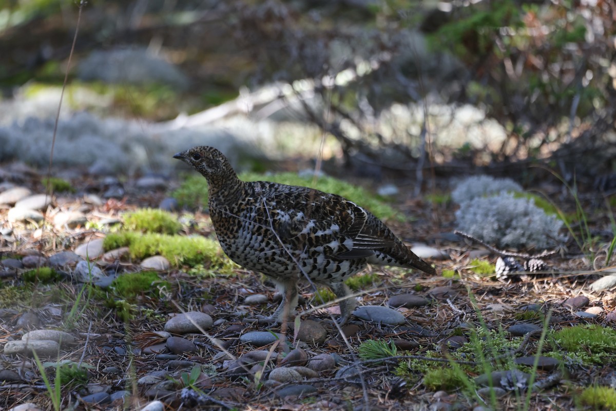 Spruce Grouse - ML624278785