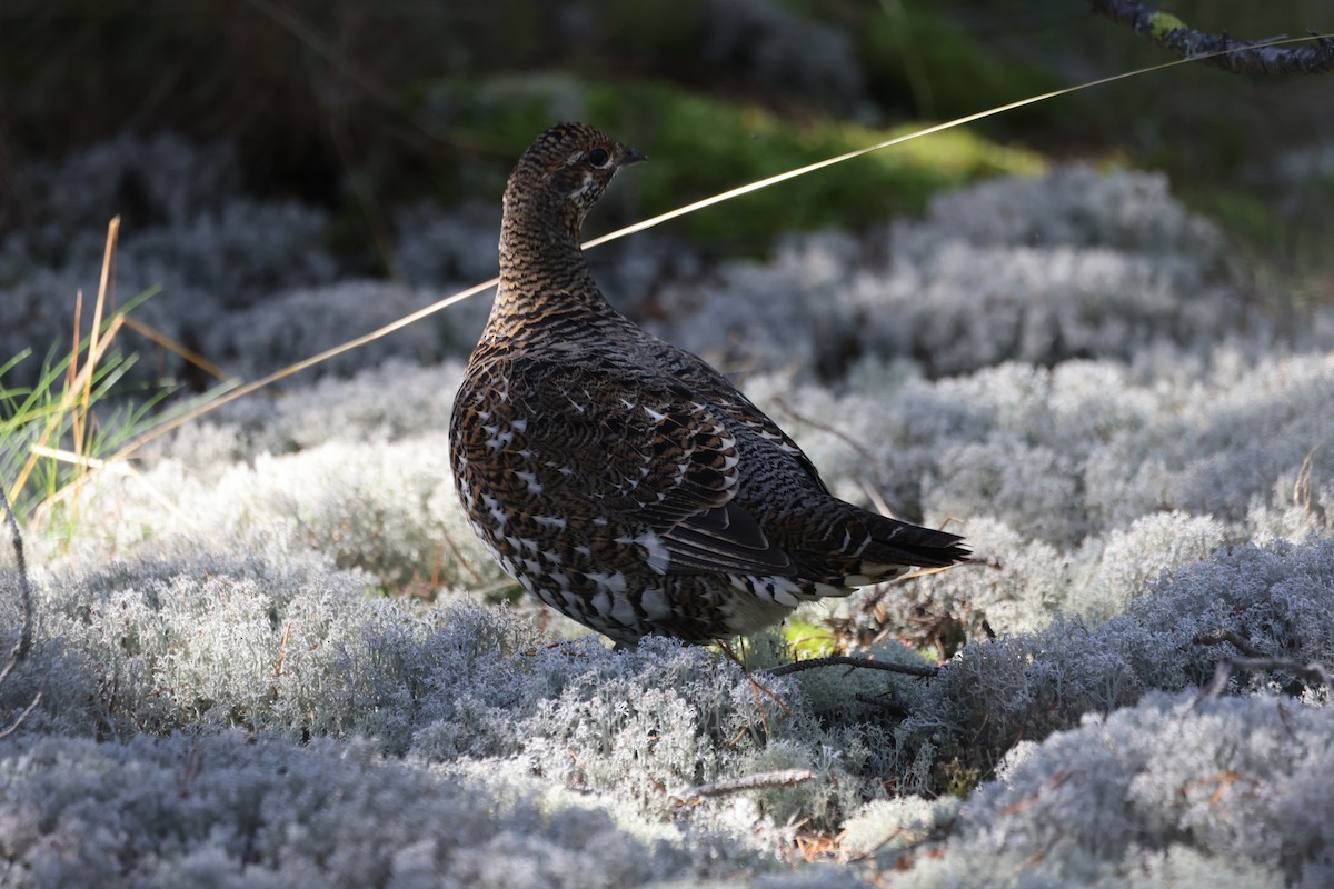 Spruce Grouse - ML624278786