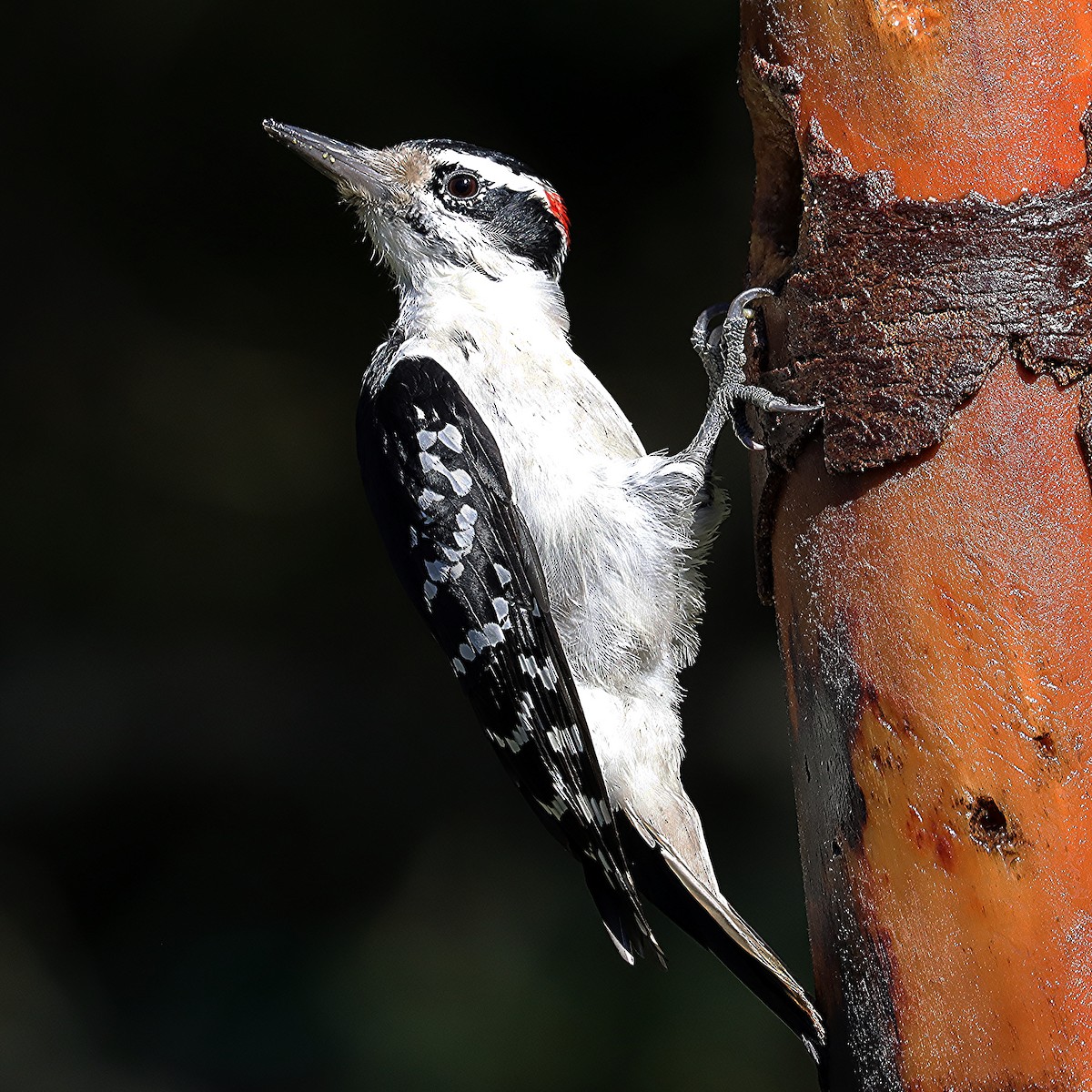 Hairy Woodpecker - ML624278816