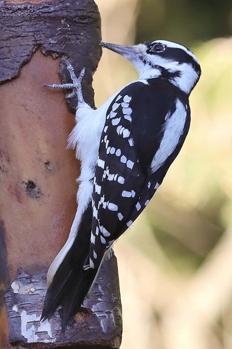 Hairy Woodpecker - ML624278817