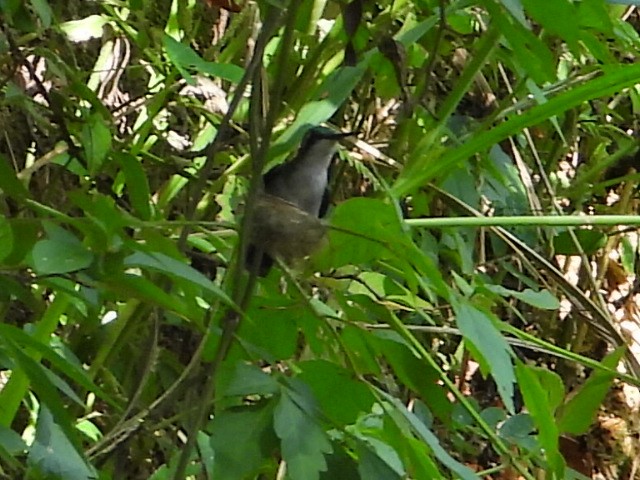 Green-tailed Emerald - ML624278820