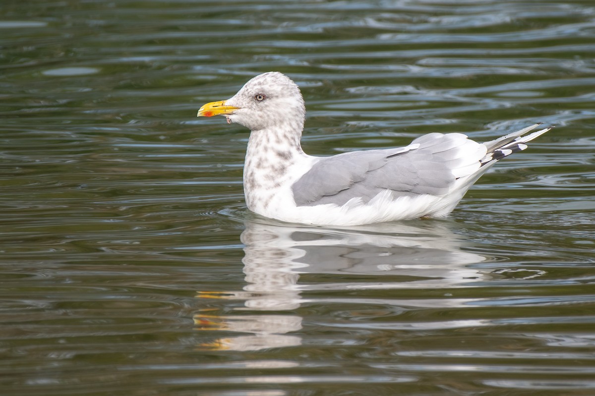 Iceland Gull (Thayer's) - Masoud Javadi
