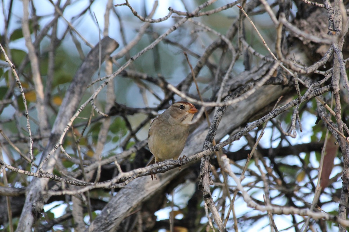 White-crowned Sparrow (Gambel's) - ML624278941