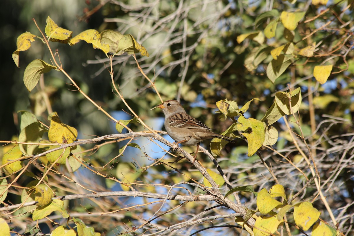 White-crowned Sparrow (Gambel's) - ML624278942