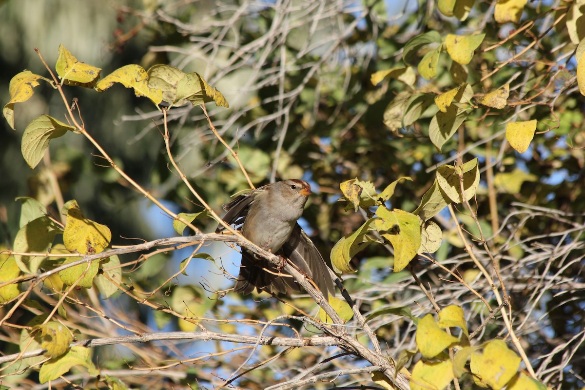 White-crowned Sparrow (Gambel's) - ML624278943