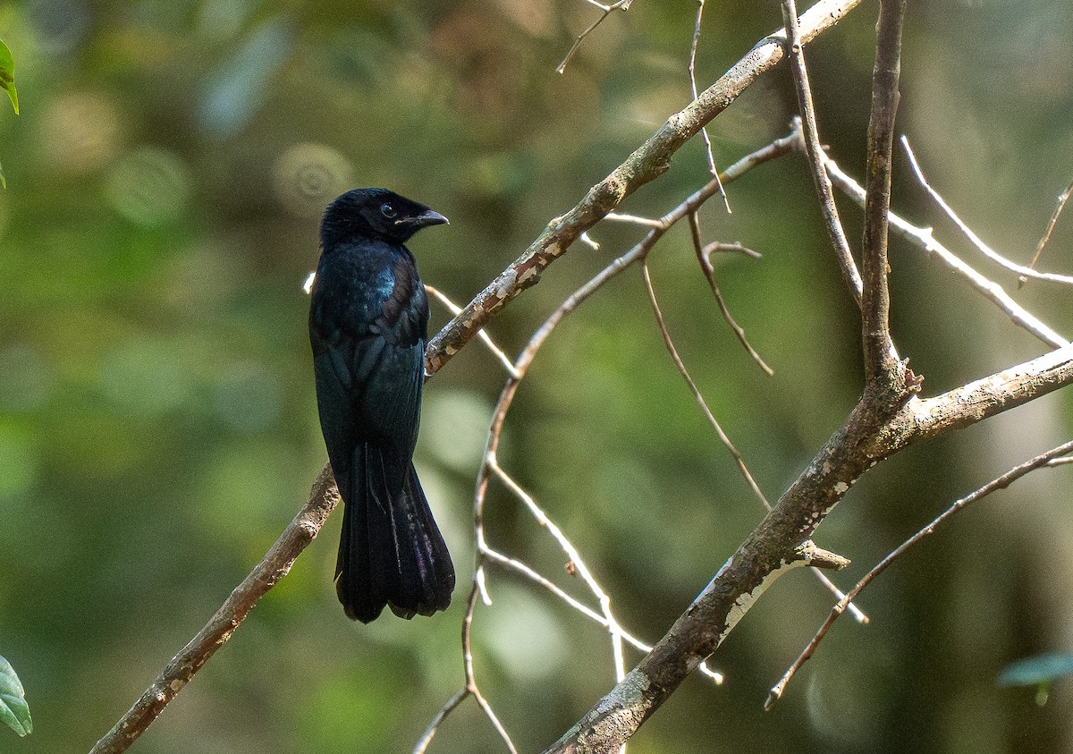 vimpeldrongo - ML624279061