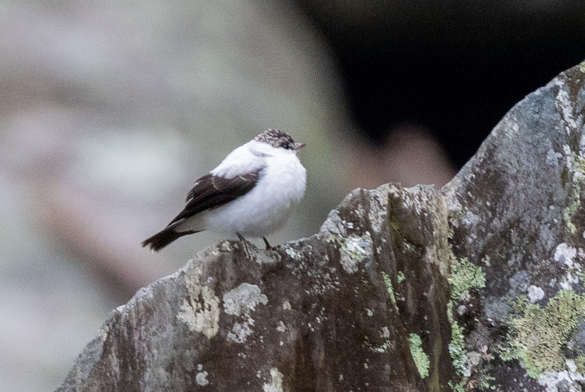 Torrent Flyrobin - ML624279105