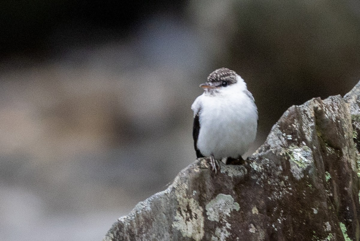 Torrent Flyrobin - ML624279106