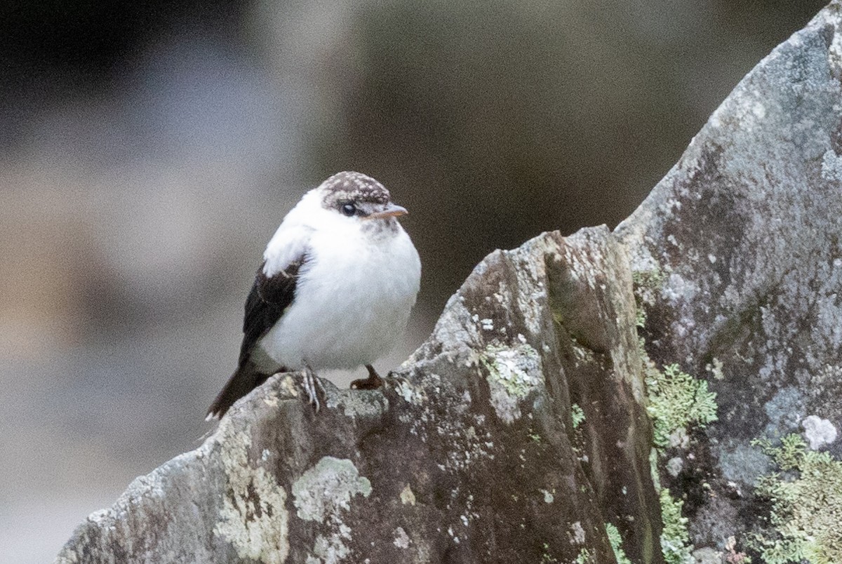 Torrent Flyrobin - ML624279107