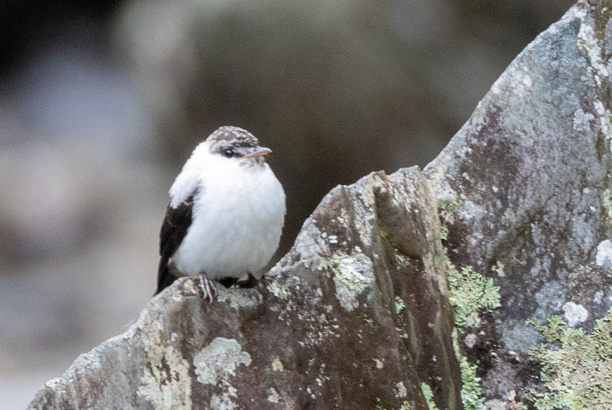 Torrent Flyrobin - ML624279109