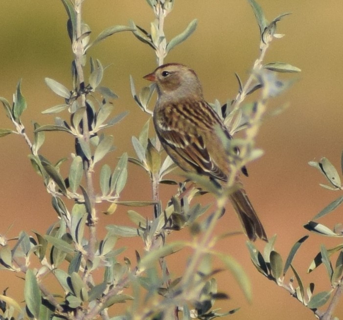 White-crowned Sparrow - ML624279445