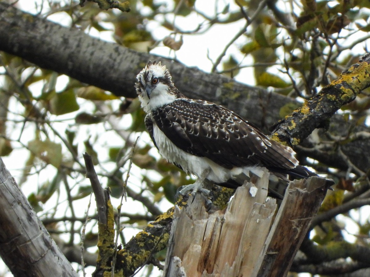 fiskeørn (carolinensis) - ML624279450