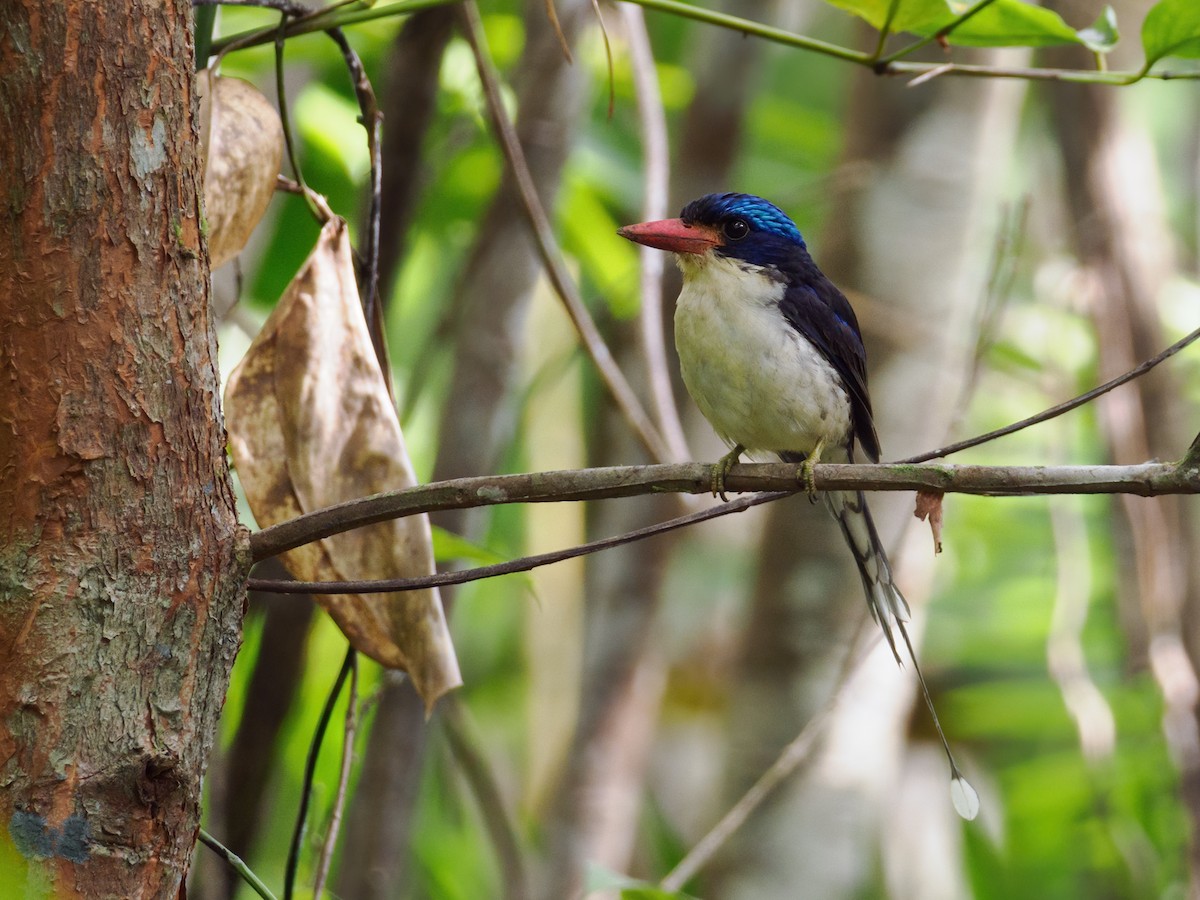 Common Paradise-Kingfisher (Common) - ML624279458