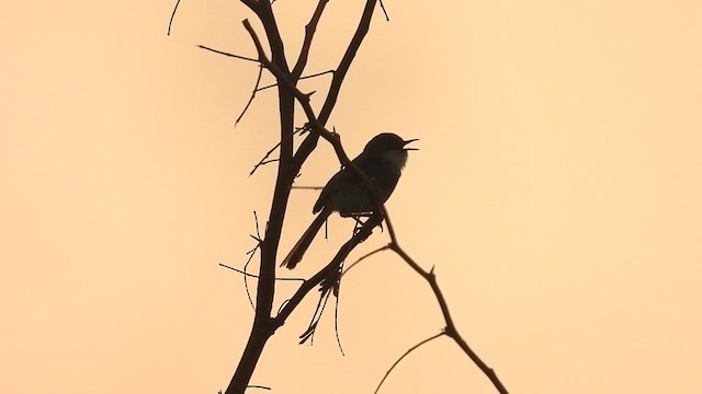 Gray-breasted Prinia - ML624279467
