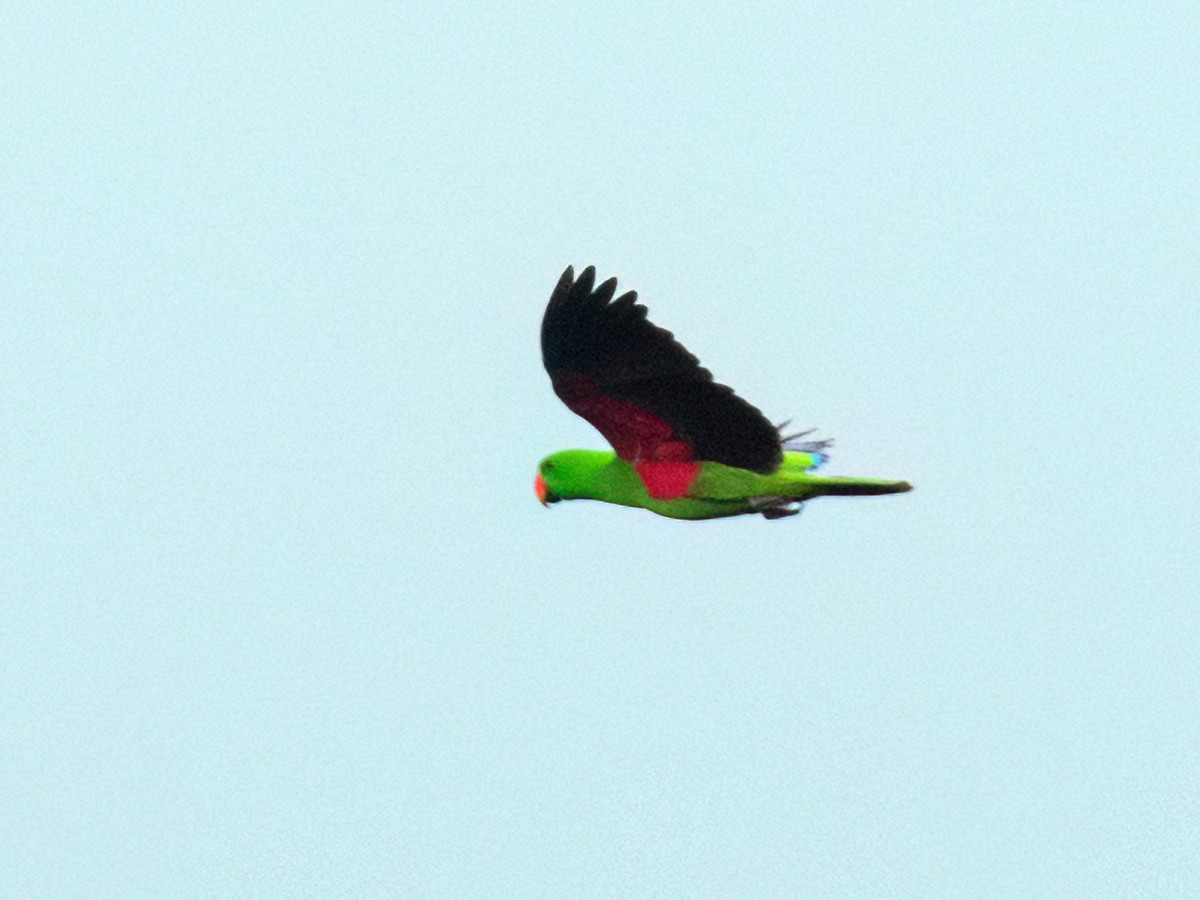 Moluccan Eclectus - ML624279484
