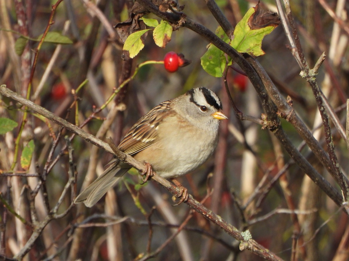 White-crowned Sparrow - ML624279526