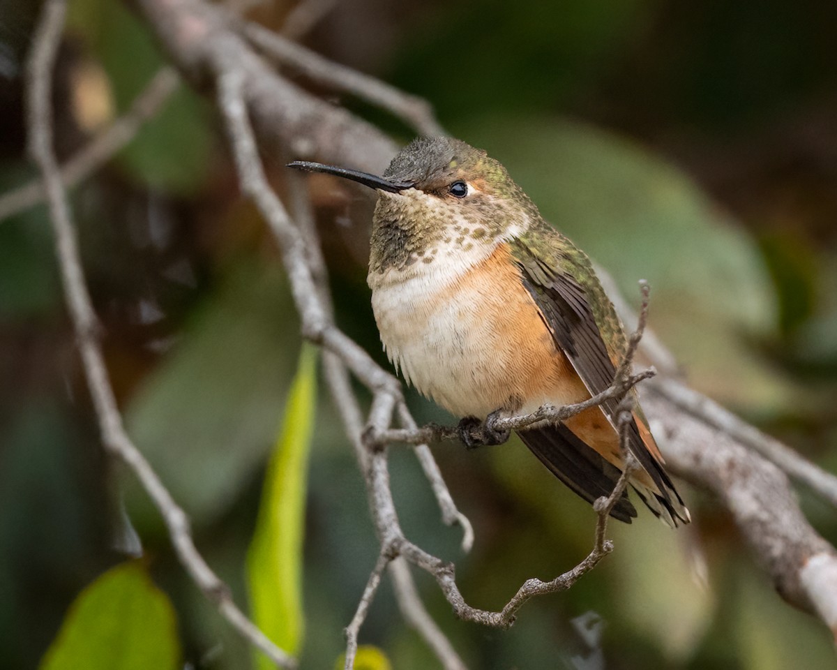 Colibri d'Allen - ML624279537