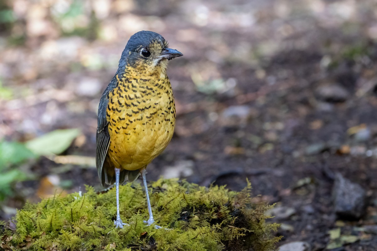 Undulated Antpitta - ML624279560