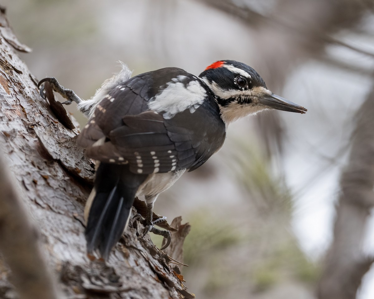 Hairy Woodpecker - ML624279580