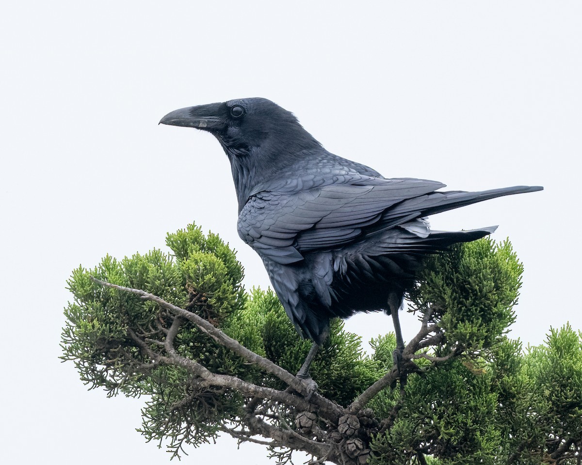 Common Raven - Sue Cook