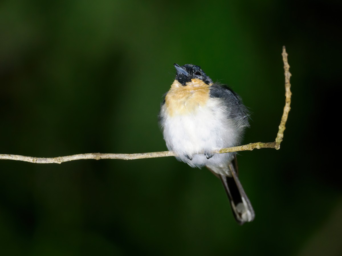 Spectacled Monarch (Halmahera) - ML624279613