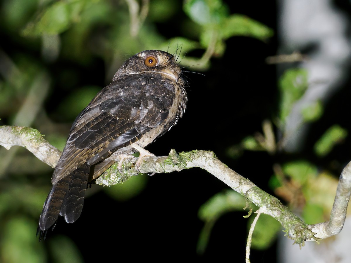 Moluccan Owlet-nightjar - ML624279626
