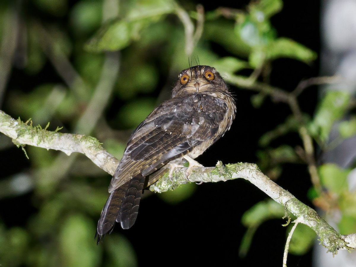 Moluccan Owlet-nightjar - ML624279627
