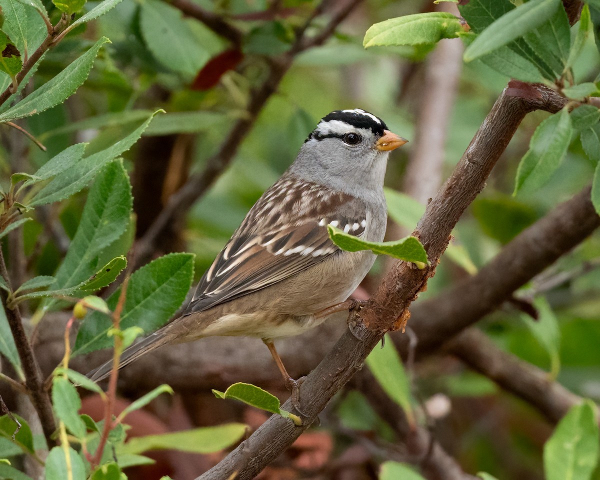 White-crowned Sparrow - ML624279675