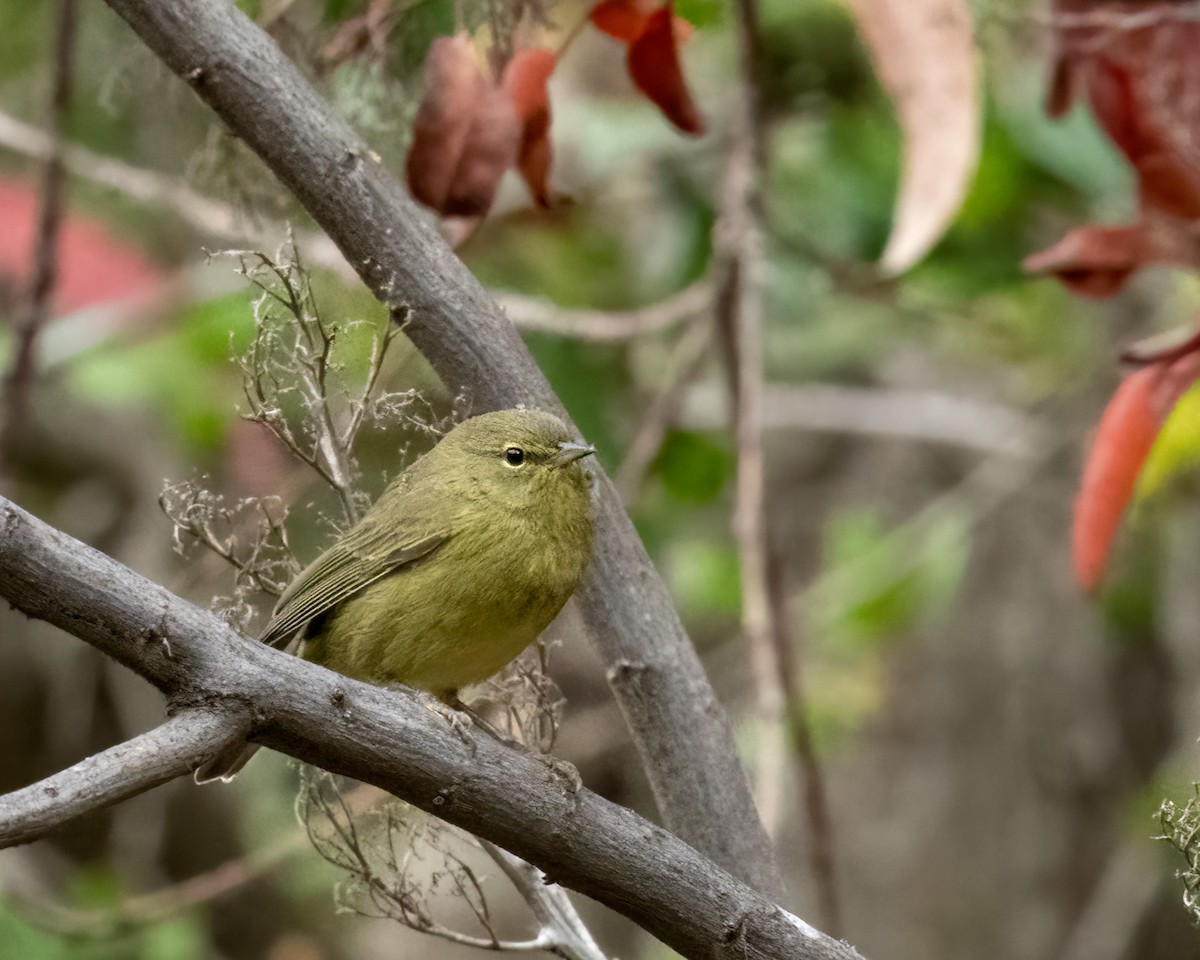 Orange-crowned Warbler - Sue Cook