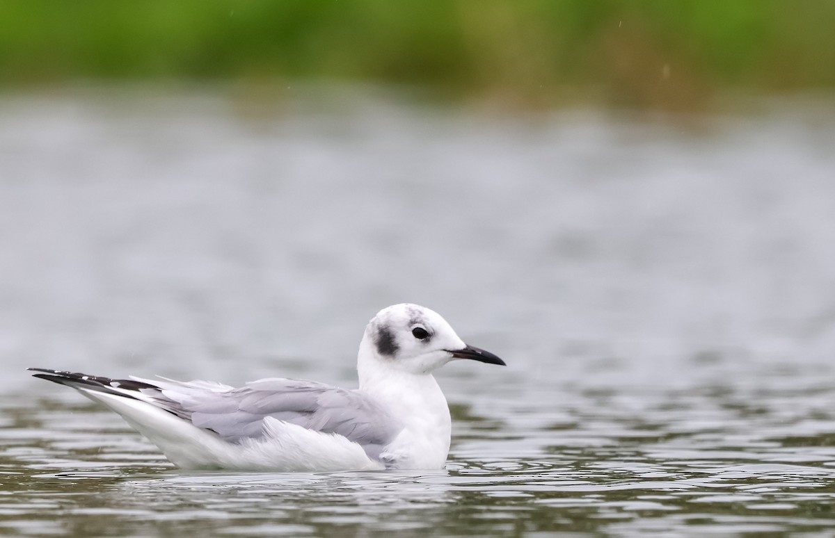 racek Bonapartův - ML624279809