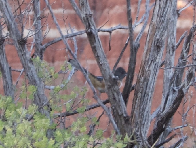 Spotted Towhee - ML624279835