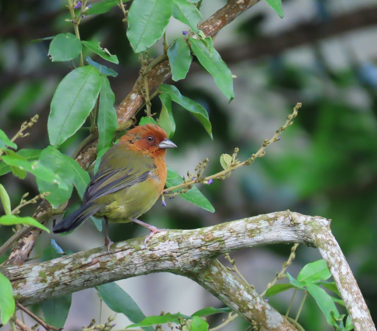 Ochre-breasted Brushfinch - ML624279919