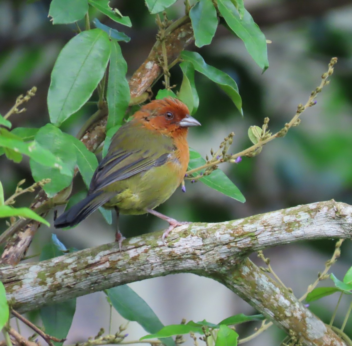 Ochre-breasted Brushfinch - ML624279968