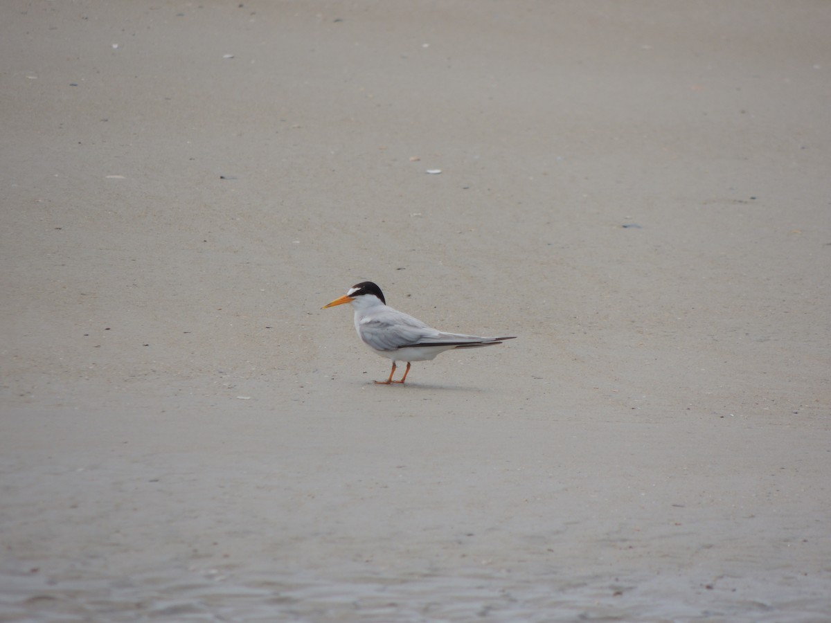 Least Tern - ML62428001