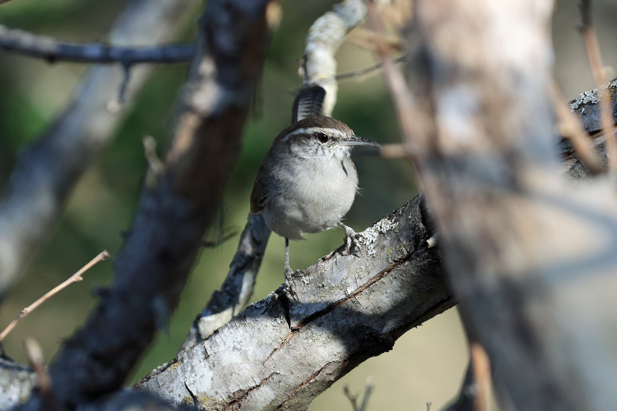 Bewick's Wren - ML624280012