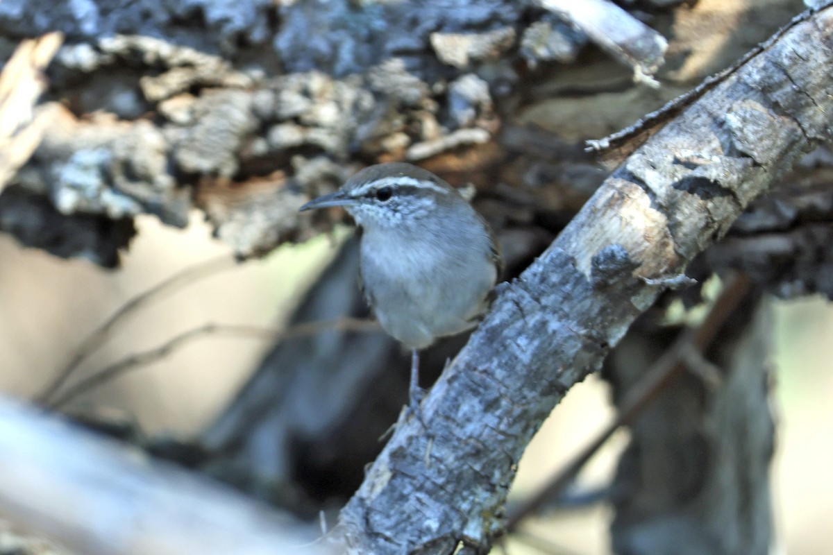 Bewick's Wren - ML624280013
