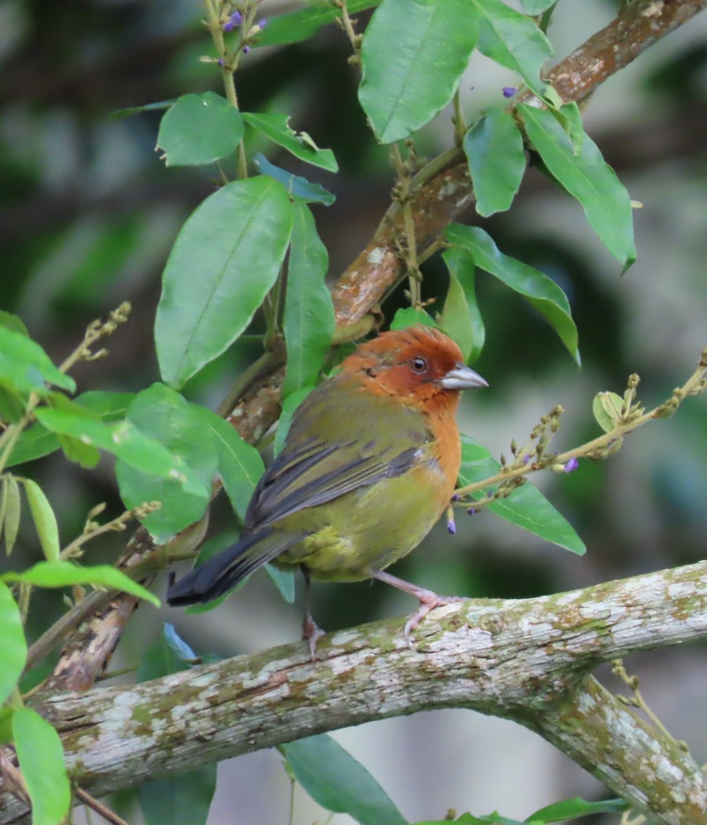 Ochre-breasted Brushfinch - ML624280025